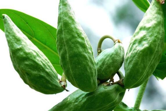 吃角瓜好处,健康生活新选择