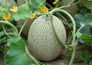 梦见全家人吃哈密瓜好甜,全家人共享哈密瓜的温馨时刻