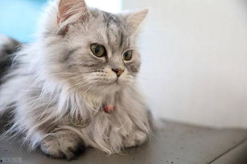 可爱猫吃网纹瓜,网纹瓜成美食新宠