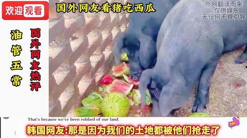 猪吃瓜特效,神奇疗效揭秘