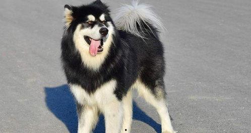 夜里偷瓜吃,夜幕下的偷瓜奇遇记