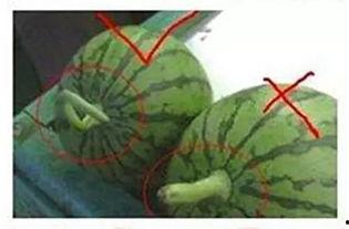 阳谷吃瓜群主,揭秘网络社交背后的趣味与智慧