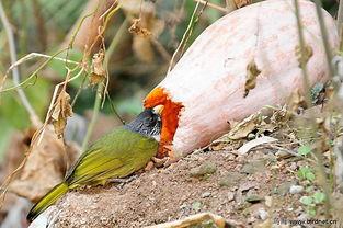 小鸟吃瓜的诗句,诗意描绘自然和谐