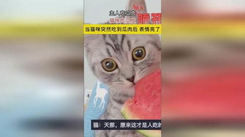 可乐猫咪吃瓜,趣味横生的宠物生活瞬间