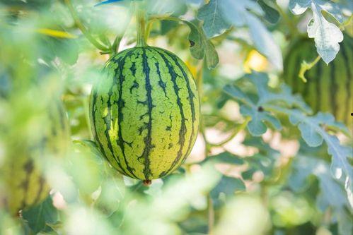 吃瓜咯地址,带你领略网络热议背后的真相