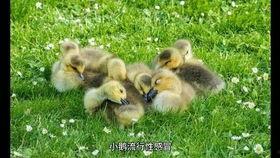 吃瓜小熊鹅腿,吃瓜小熊的鹅腿奇遇记