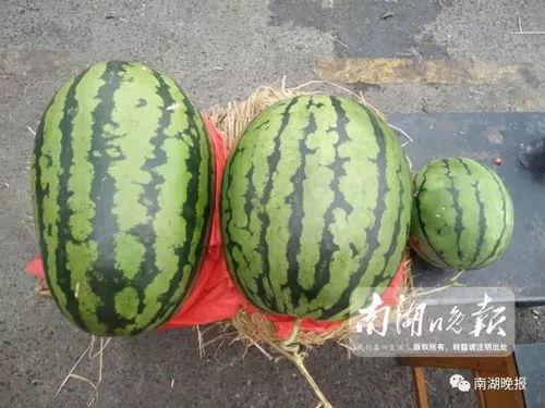 嘉兴吃瓜王,揭秘当地美食文化背后的故事