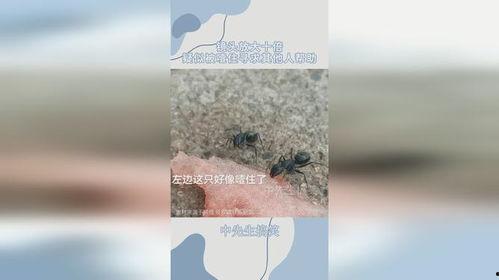 吃瓜的蚂蚁,揭秘神秘世界的一角