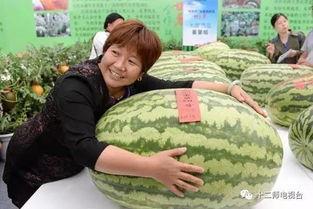 单位比赛吃瓜比赛,一场别开生面的单位吃瓜大赛盛况回顾