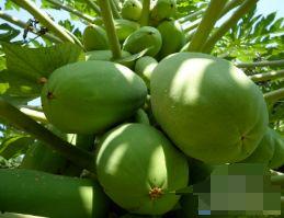 海棠瓜怎么吃,解锁美味新体验