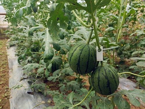 吃大瓜吃小瓜,大瓜小瓜齐享美味时光