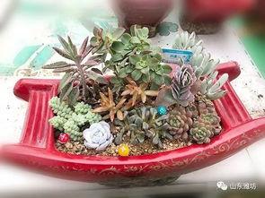 教授吃瓜多肉,揭秘美食背后的趣味与智慧