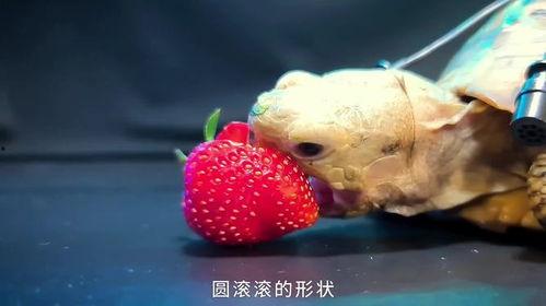 吃瓜会解压吗,轻松应对生活压力的秘诀