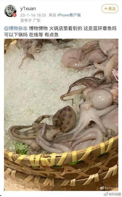 章鱼大巴吃瓜,章鱼大巴的奇妙吃瓜之旅