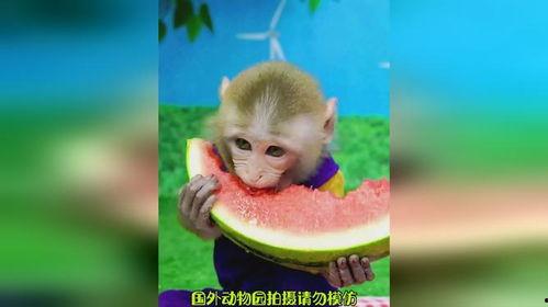 猴吃瓜视频全集