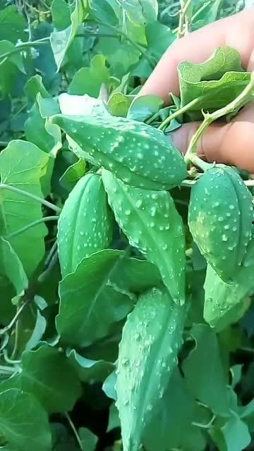 瓢瓜能天天吃吗,每日享用，健康生活新选择