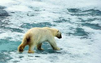 我在北极吃瓜,吃瓜之旅，揭秘极地风情