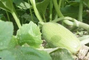 新疆吃米瓜,米瓜的独特魅力