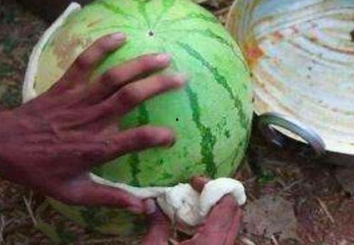 西瓜吃瓤其他瓜吃皮呢