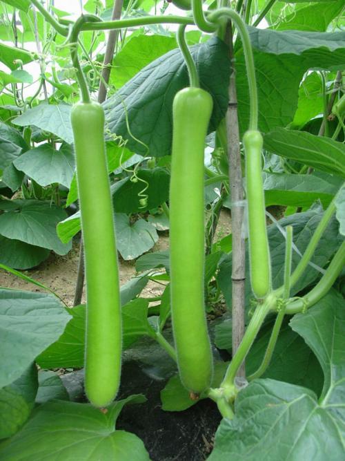 鹅吃瓜好吗,揭秘鹅类美食新潮流