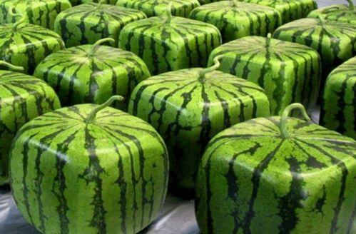 中国最贵的吃瓜