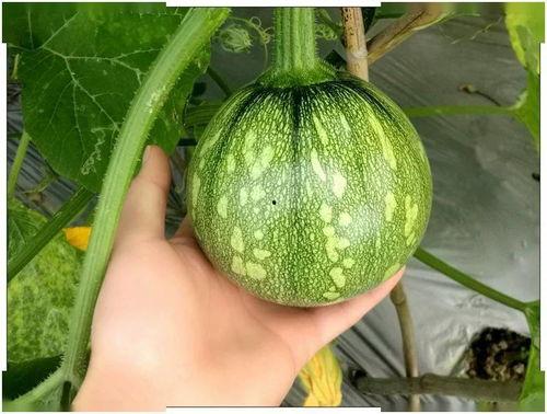 金丝绞瓜熟吃,传统美食的时尚演绎